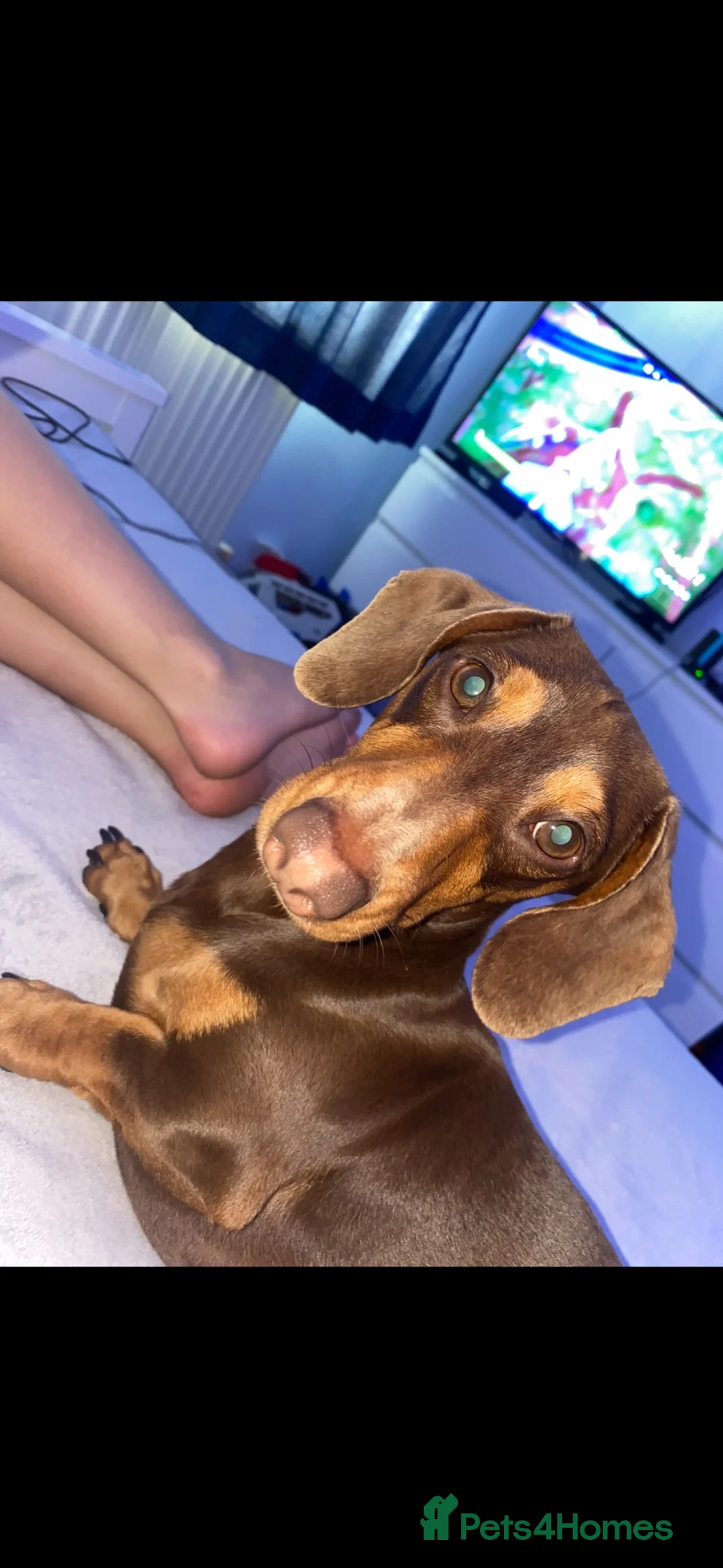 Miniature Dachshund dogs for stud: *Stud* Miniature Dachshund in Peterborough - Advert 5