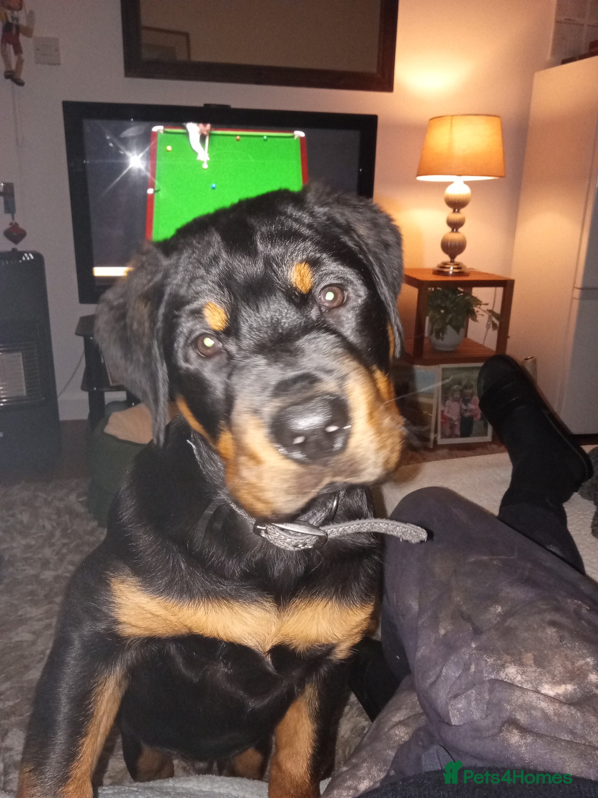 Rottweiler dogs Albert  - Advert 2