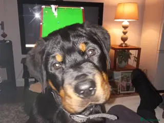 Rottweiler dogs Albert - Advert 17