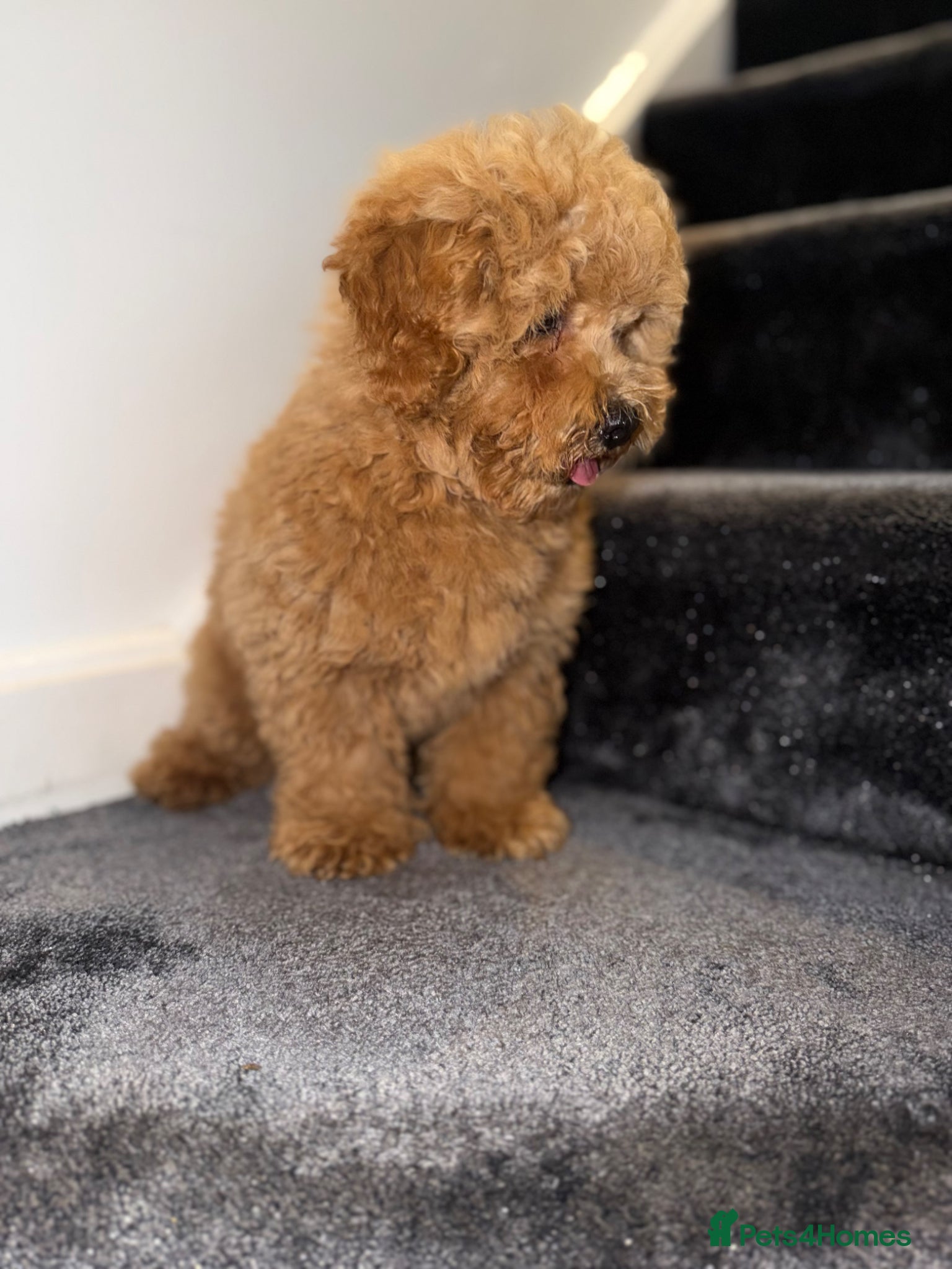 Maltipoo dogs for sale: Beautiful Red Maltipoo puppies for sale  - Advert 5