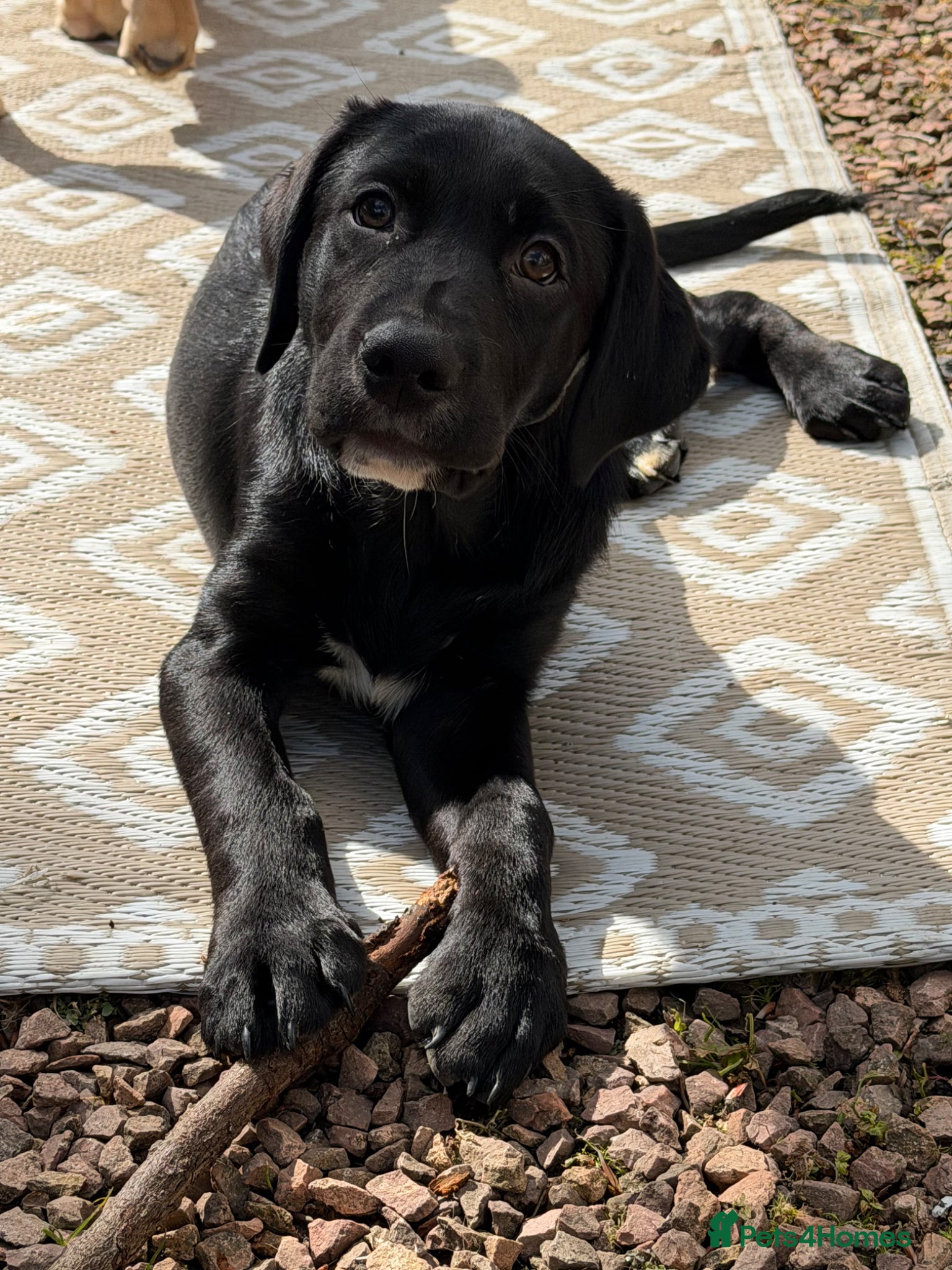 Labrador Retriever dogs  Labrador Puppy - Advert 11