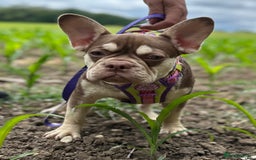 French Bulldog dogs for sale: ROJO TAN FEMALE - Image 2
