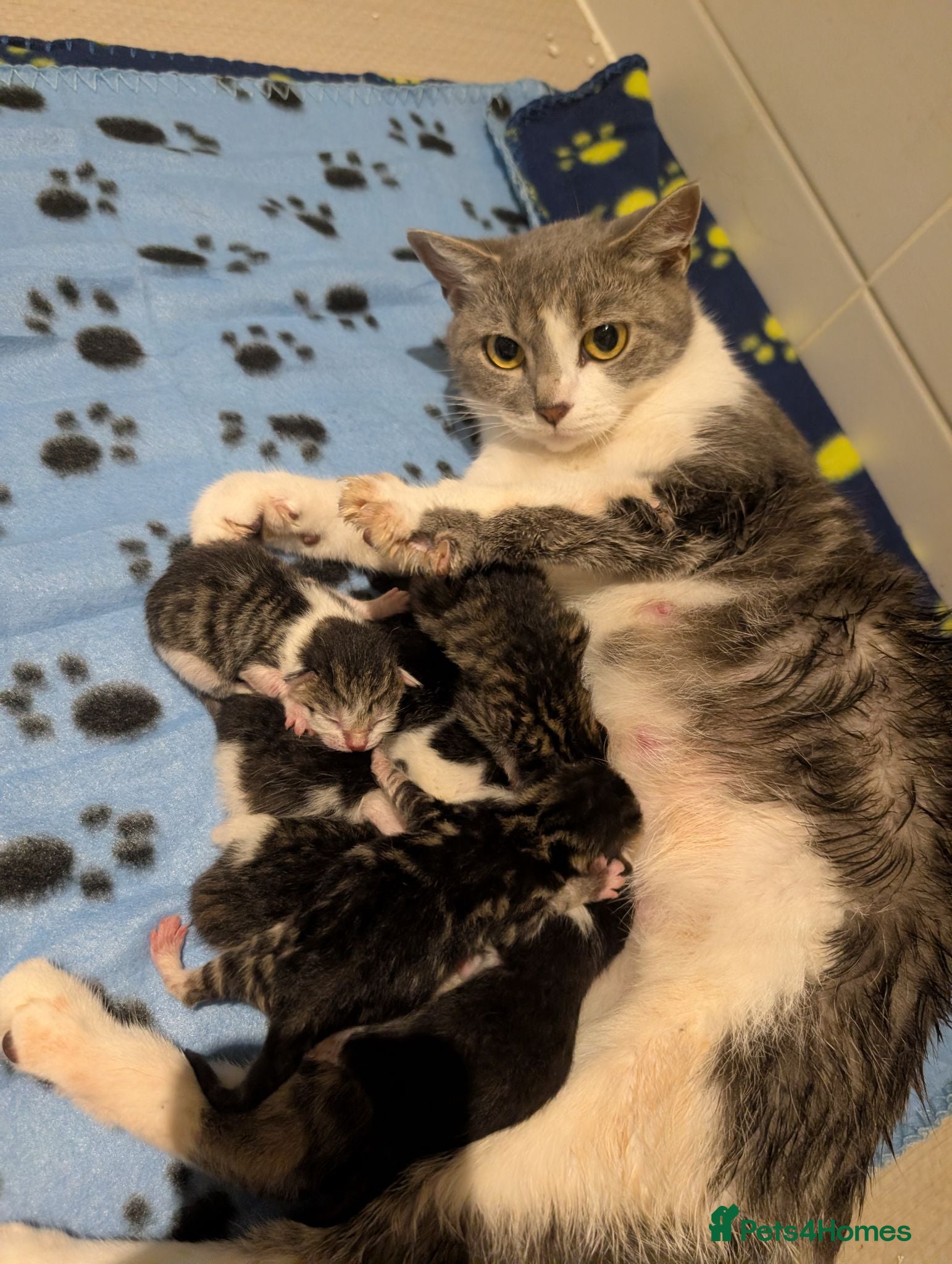 British Shorthair cats Litter of Seven 💙🤍 - Advert 1