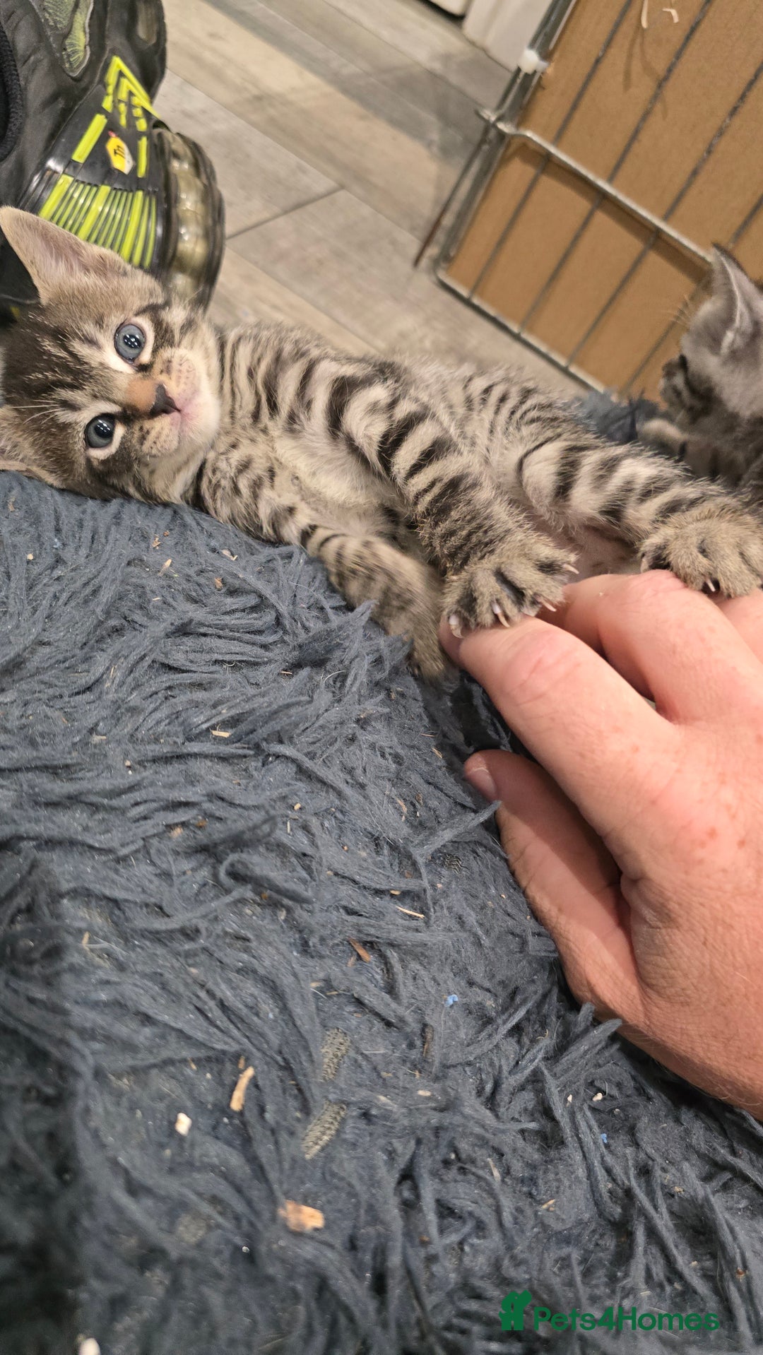 Bengal cats for sale: Bengal x tabby kittens - Image 16