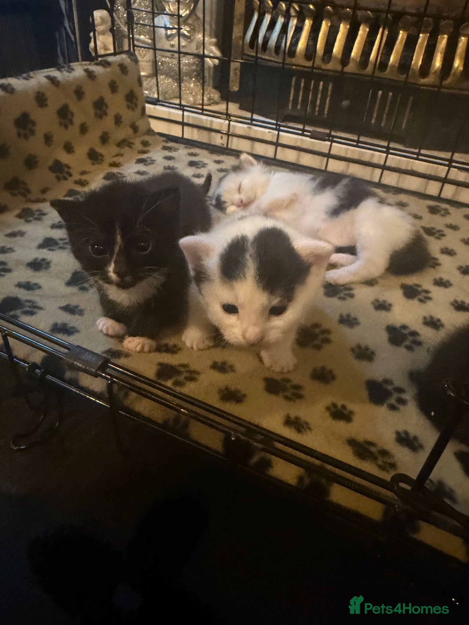 Mixed Breed cats Black and white kittens 8 weeks now - Advert 4