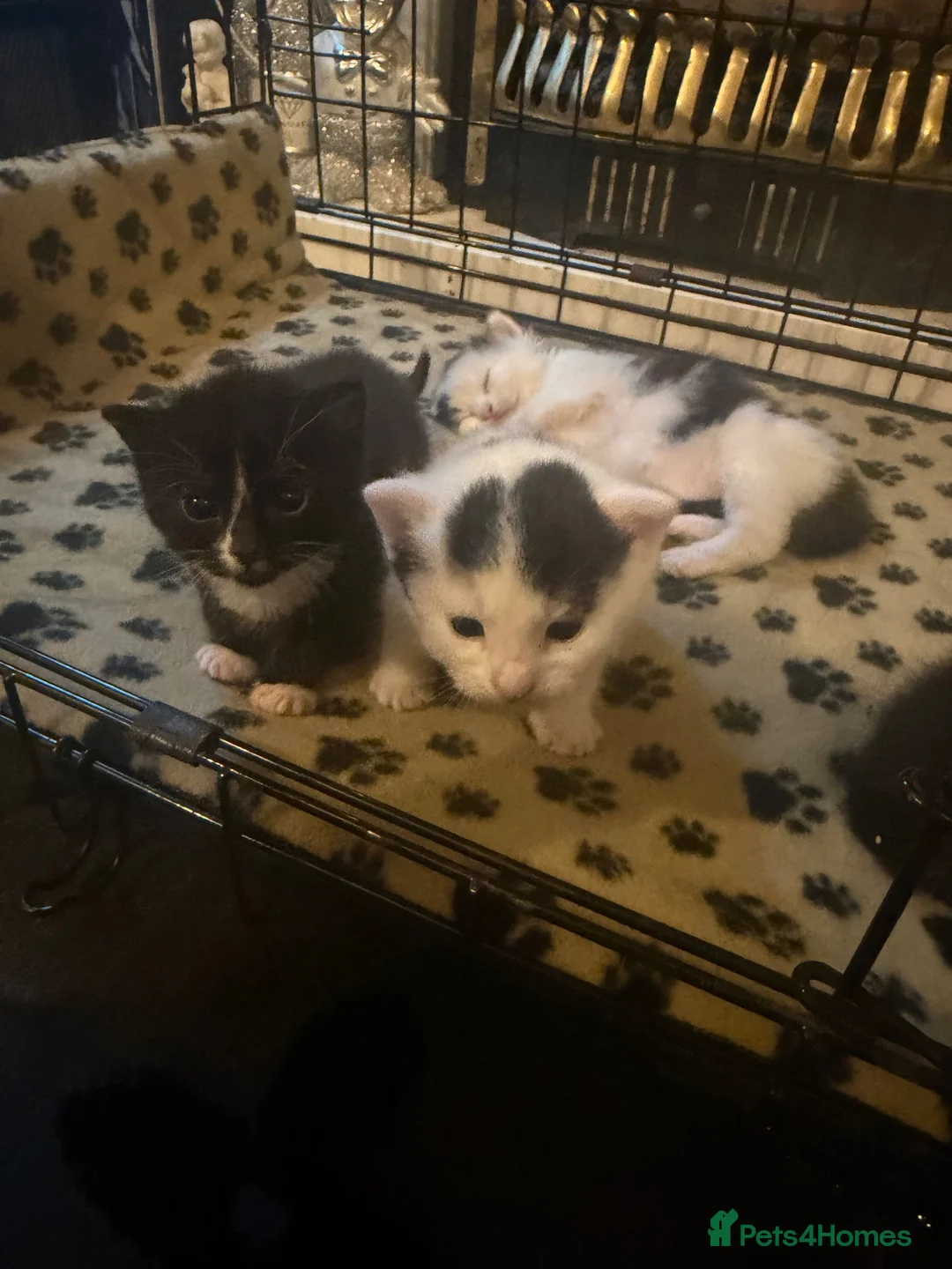 Mixed Breed cats for sale: Black and white kittens 8 weeks now in Oxford - Advert 1