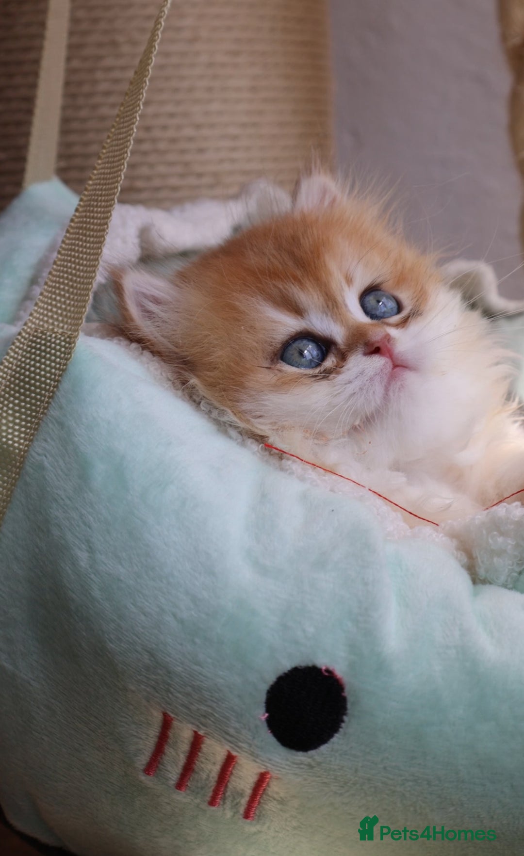British Shorthair cats for sale: ✨Exclusive Show Quality Golden BSH/BLH babies 🦁  - Image 9