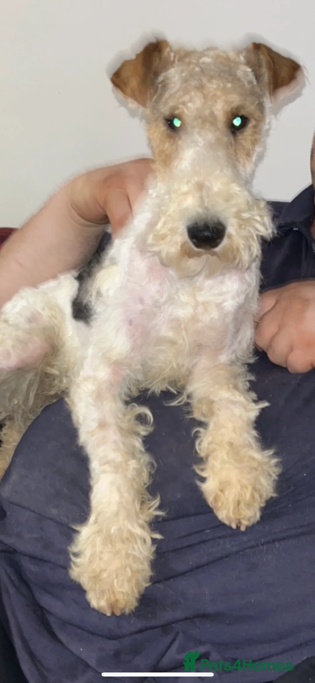 Fox Terrier dogs for stud: (TEDDY) Wire haired, fox terrier for STUD in Uttoxeter - Advert 16