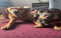 Miniature Dachshund dogs for stud: Looking for wife! Mini Wirehaired Dachshund - Image 11