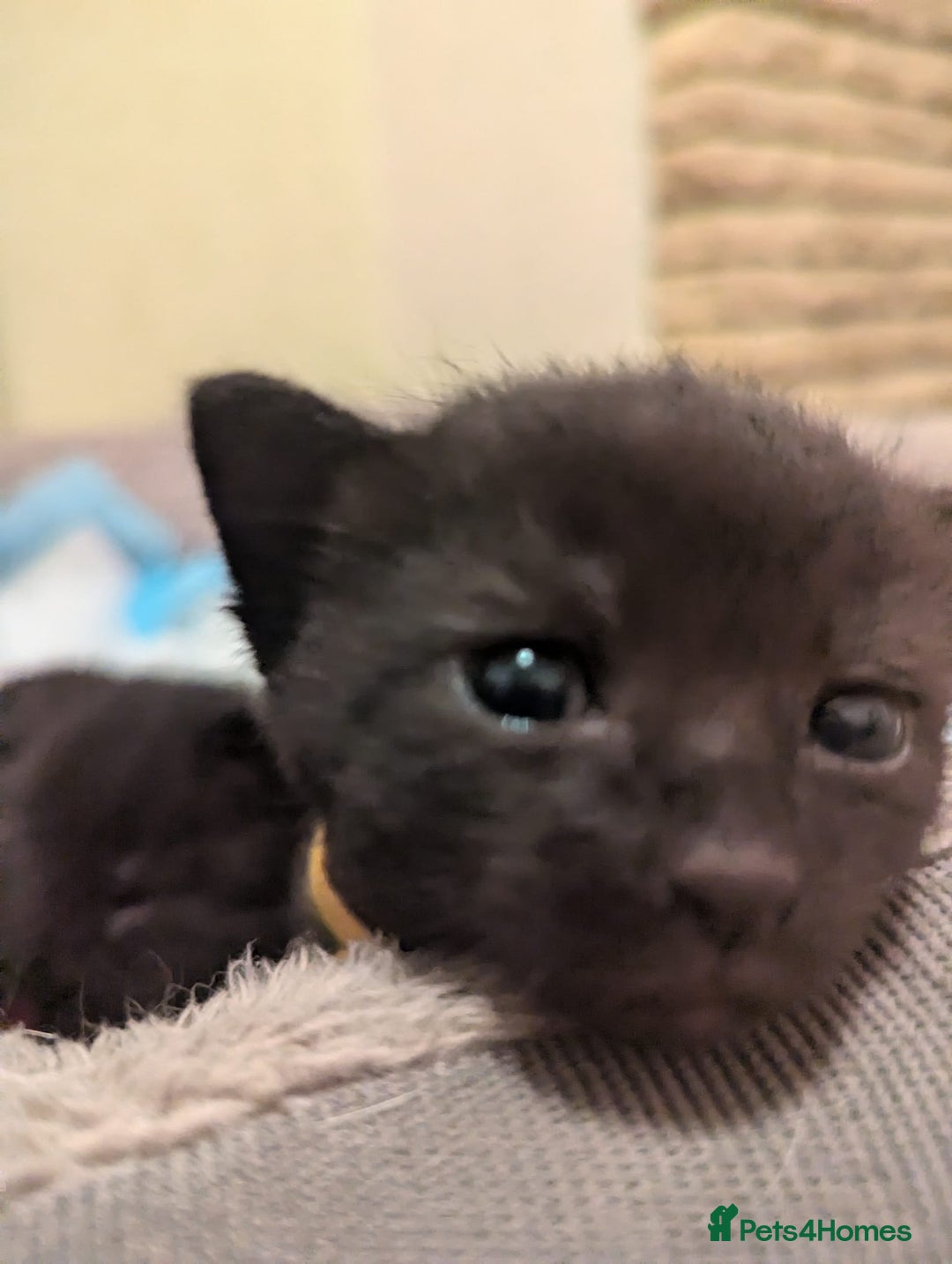 American Shorthair cats for sale: Selling black kittens  - Image 2
