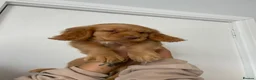 Cocker Spaniel dogs for sale: Working cocker spaniel puppies  - Advert 23