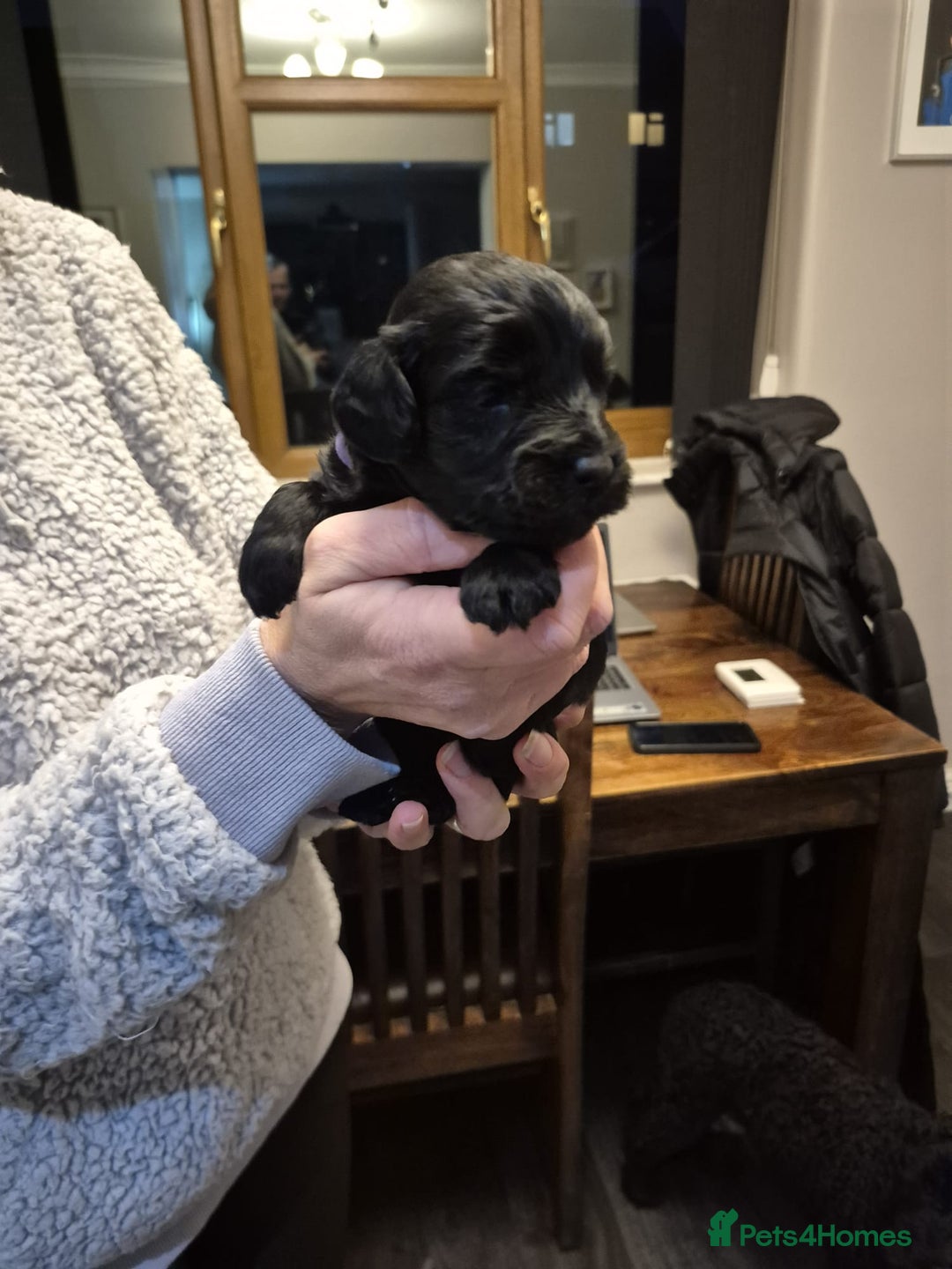 Cockapoo dogs for sale: Adorable cockapoo puppies - Advert 5