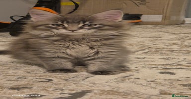 Maine Coon cats - Advert 3