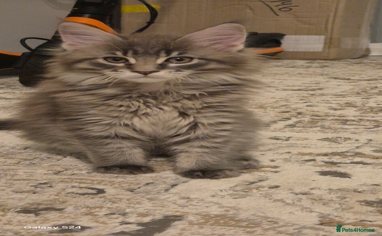 Maine Coon cats - Advert 3