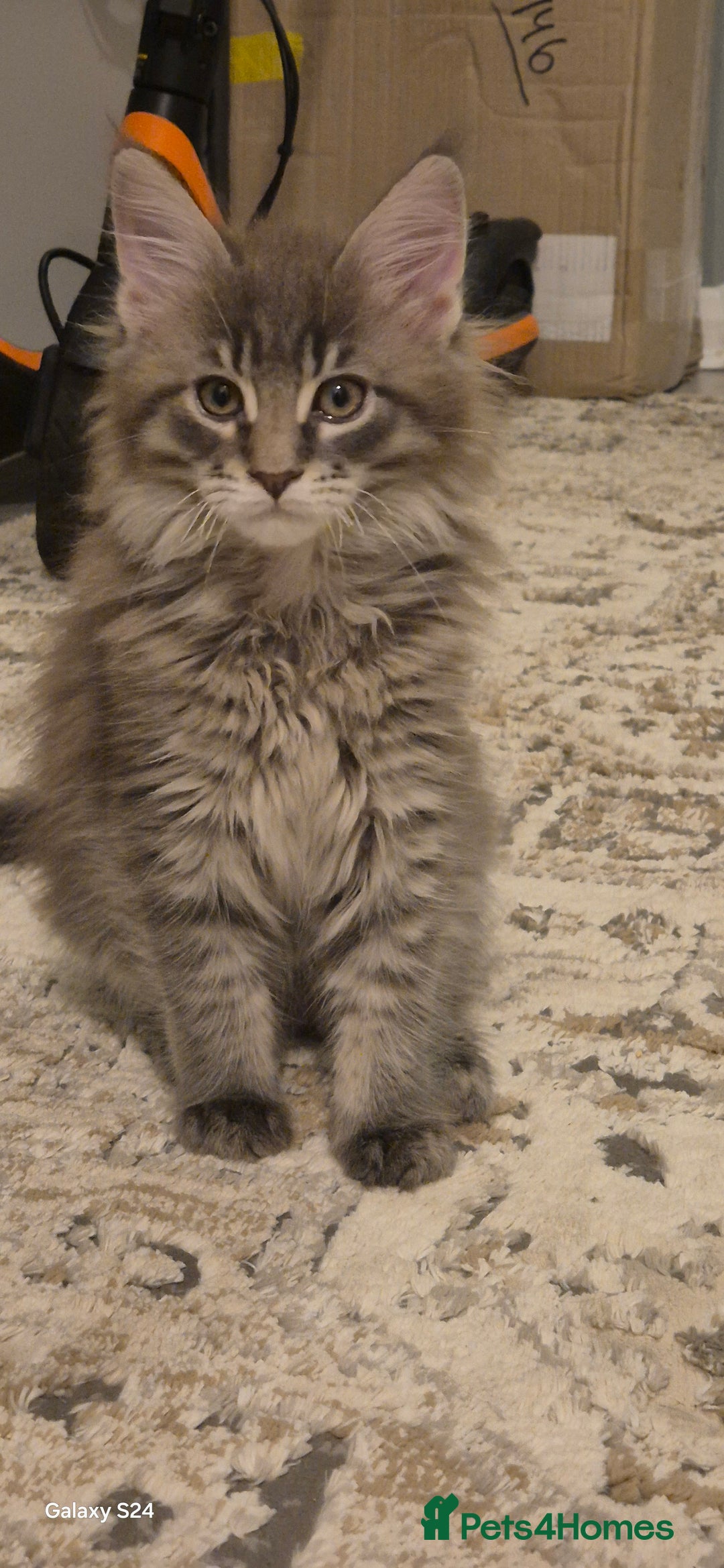 Maine Coon cats for sale: Maine Coon kittens Glasgow  - Image 1