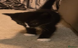 Mixed Breed cats for sale: 2 male kittens. Black and white remaining. - Image 5