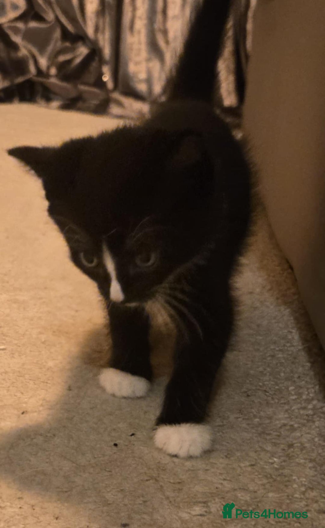 Mixed Breed cats for sale: 2 male kittens. Black and white remaining. - Image 5