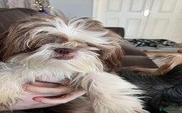 Shih Tzu dogs for sale: Shih tzu girl  - Image 6