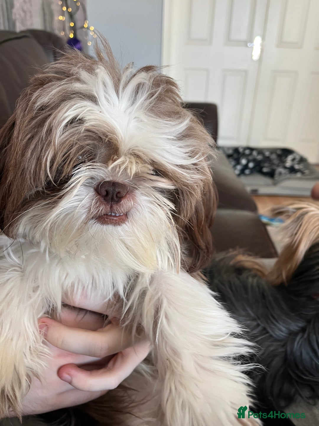 Shih Tzu dogs for sale: Shih tzu girl  - Image 6