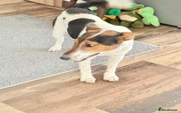 Fox Terrier dogs for adoption: Sweet Mizzo looking for LOVE - Image 7