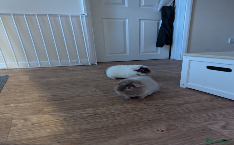 Guinea Pig rodents - Advert 2