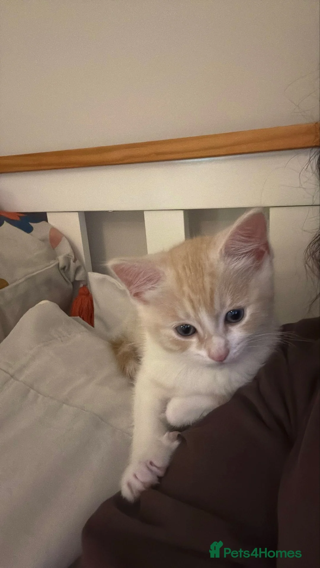 Mixed Breed cats for sale: Two beautiful kittens looks for their forever home in Enfield - Advert 13