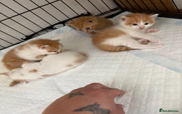 Mixed Breed cats for sale: Gorgeous ginger n mixed colour kittens - Image 2