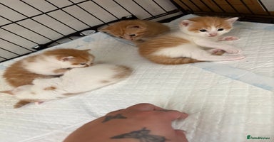 Mixed Breed cats - Advert 11