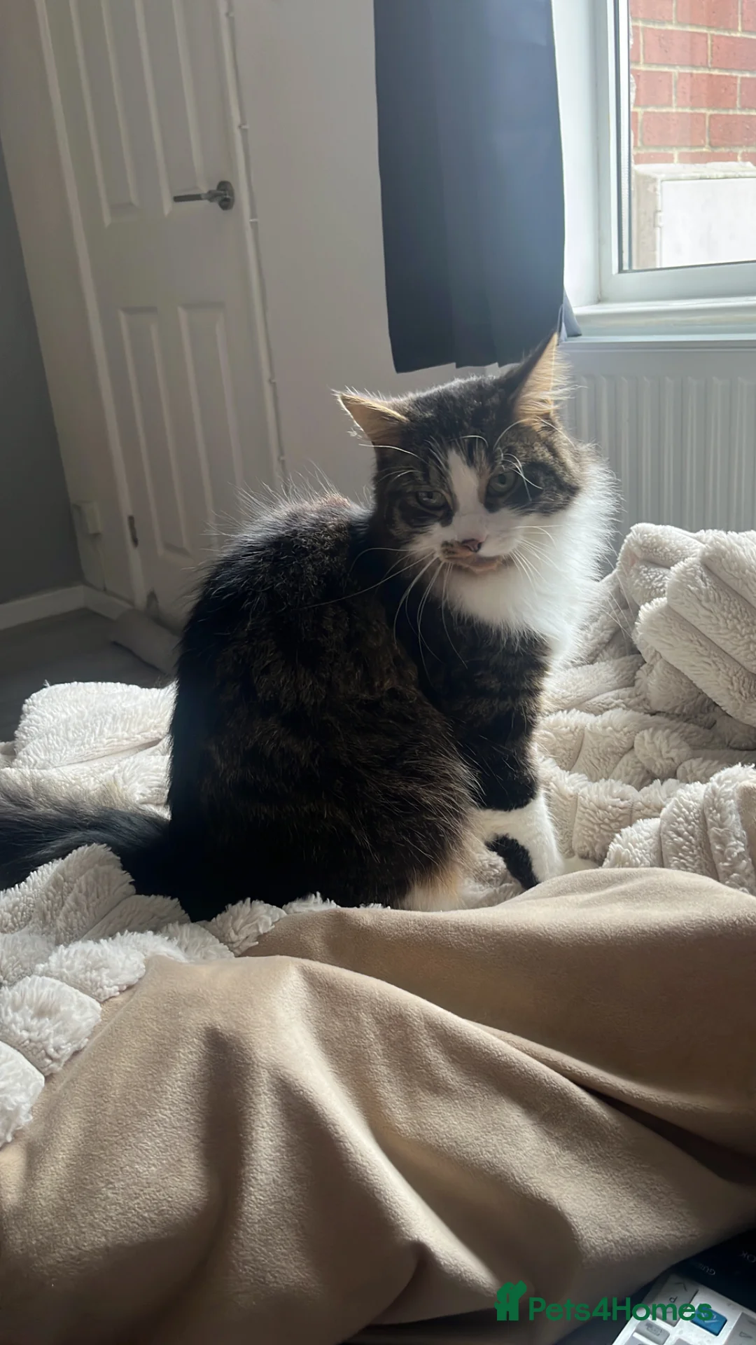 Mixed Breed cats for sale: Beautiful male half Main Coon in Bristol - Advert 4