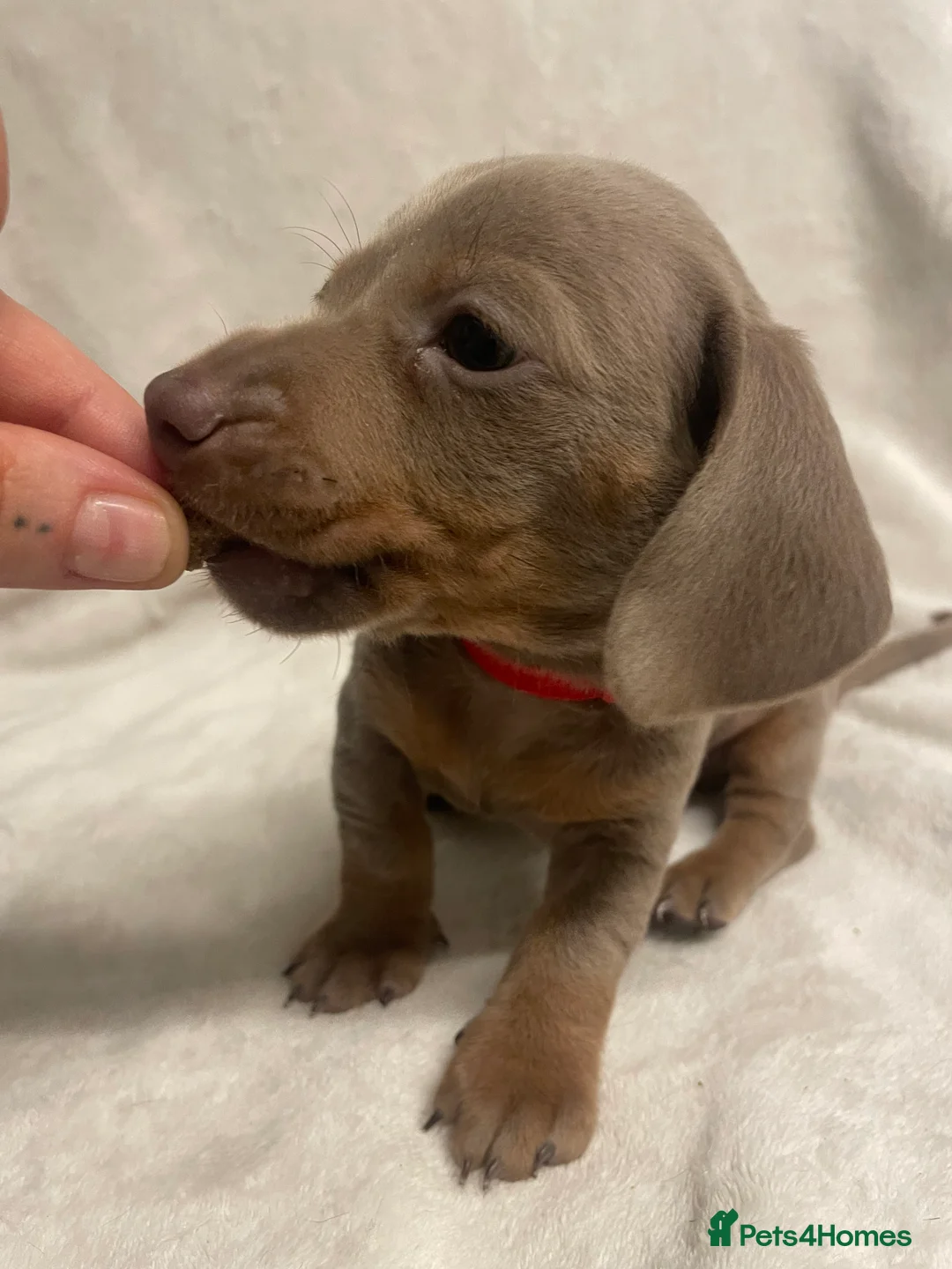 Dachshund dogs for sale: Isabella and tan miniature dachshunds  - Advert 12