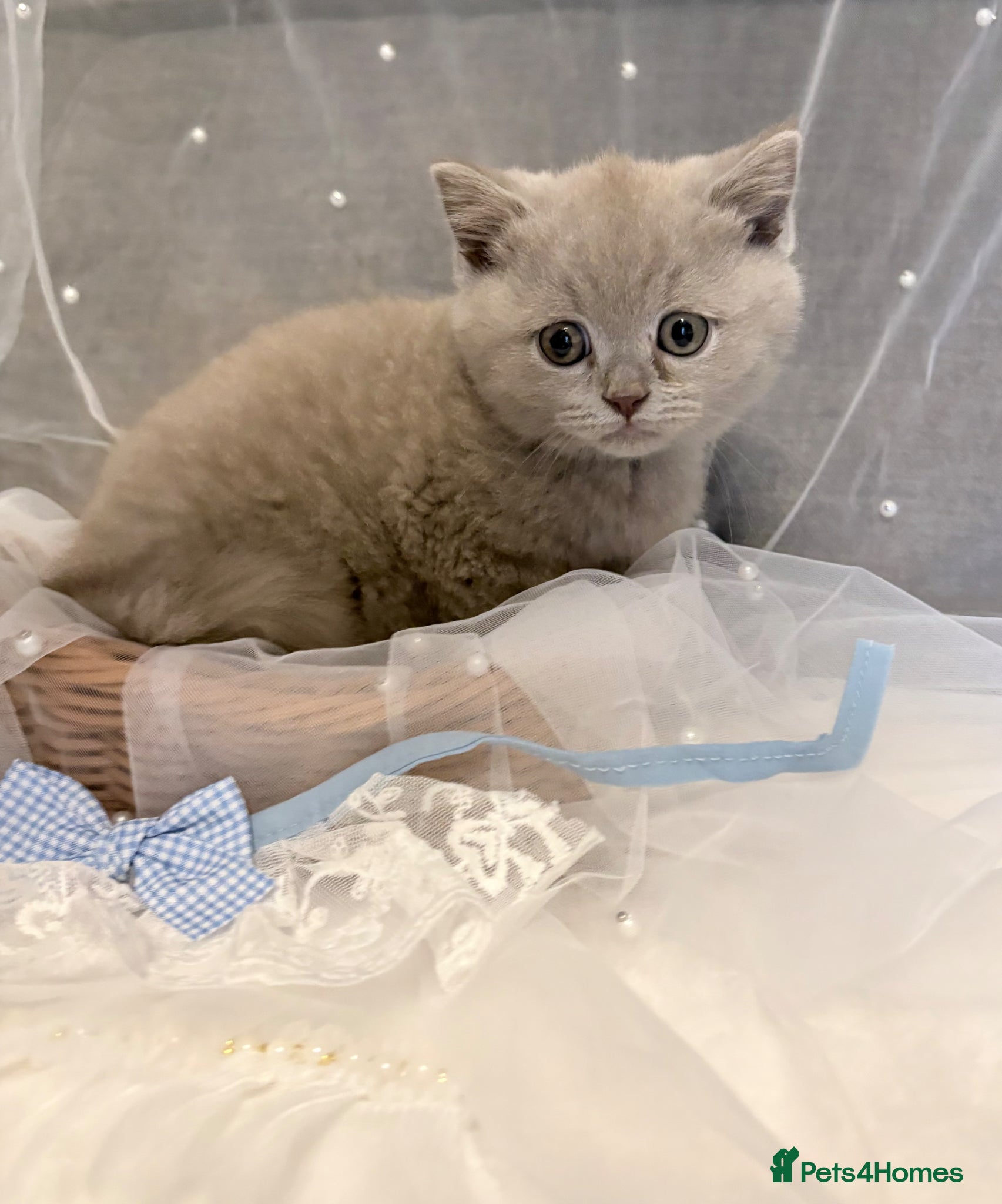 British Shorthair cats READY NOW* TICA reg. British shorthair kittens - Advert 1