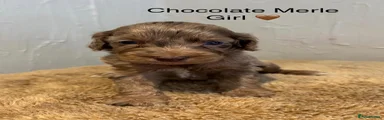 Cockapoo 7