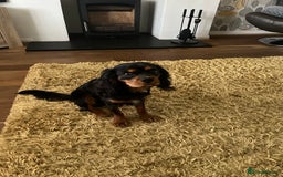 Cavalier King Charles Spaniel dogs for stud: Black & Tan cavalier King Charles spaniel stud  in Ferryhill - Image 10
