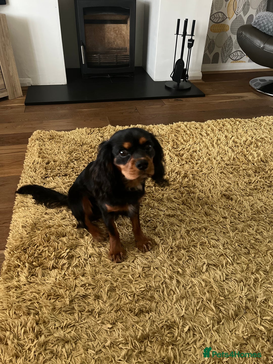 Cavalier King Charles Spaniel dogs for stud: Black & Tan cavalier King Charles spaniel stud  in Ferryhill - Image 10