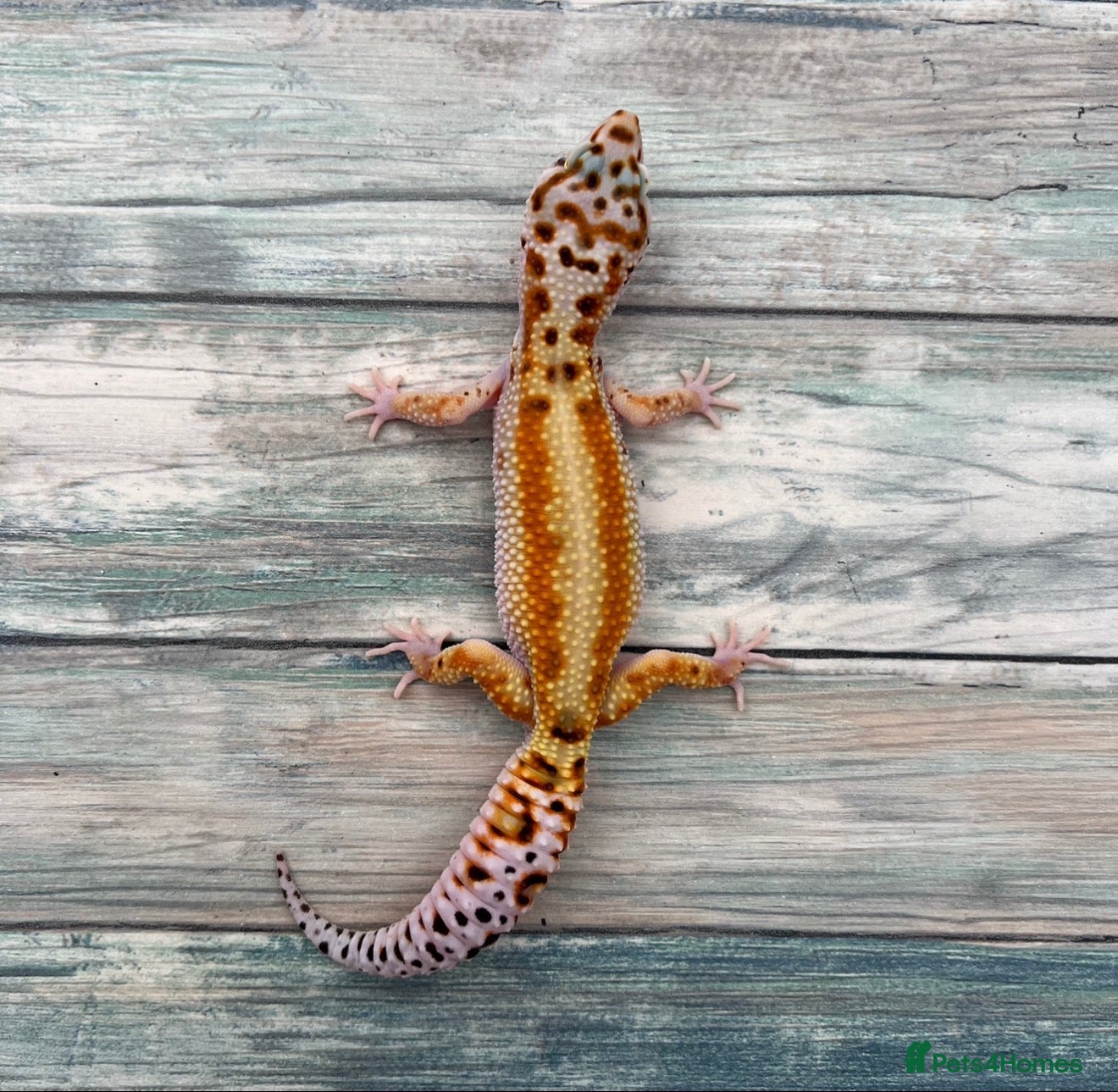 Leopard Gecko reptiles Last few leopard gecko when they gone they gone !! - Advert 1