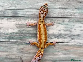 Leopard Gecko reptiles Last few leopard gecko when they gone they gone !! - Advert 1