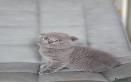 Scottish Fold cats for sale: Healthy and beautiful Scottish fold kittens - Image 7