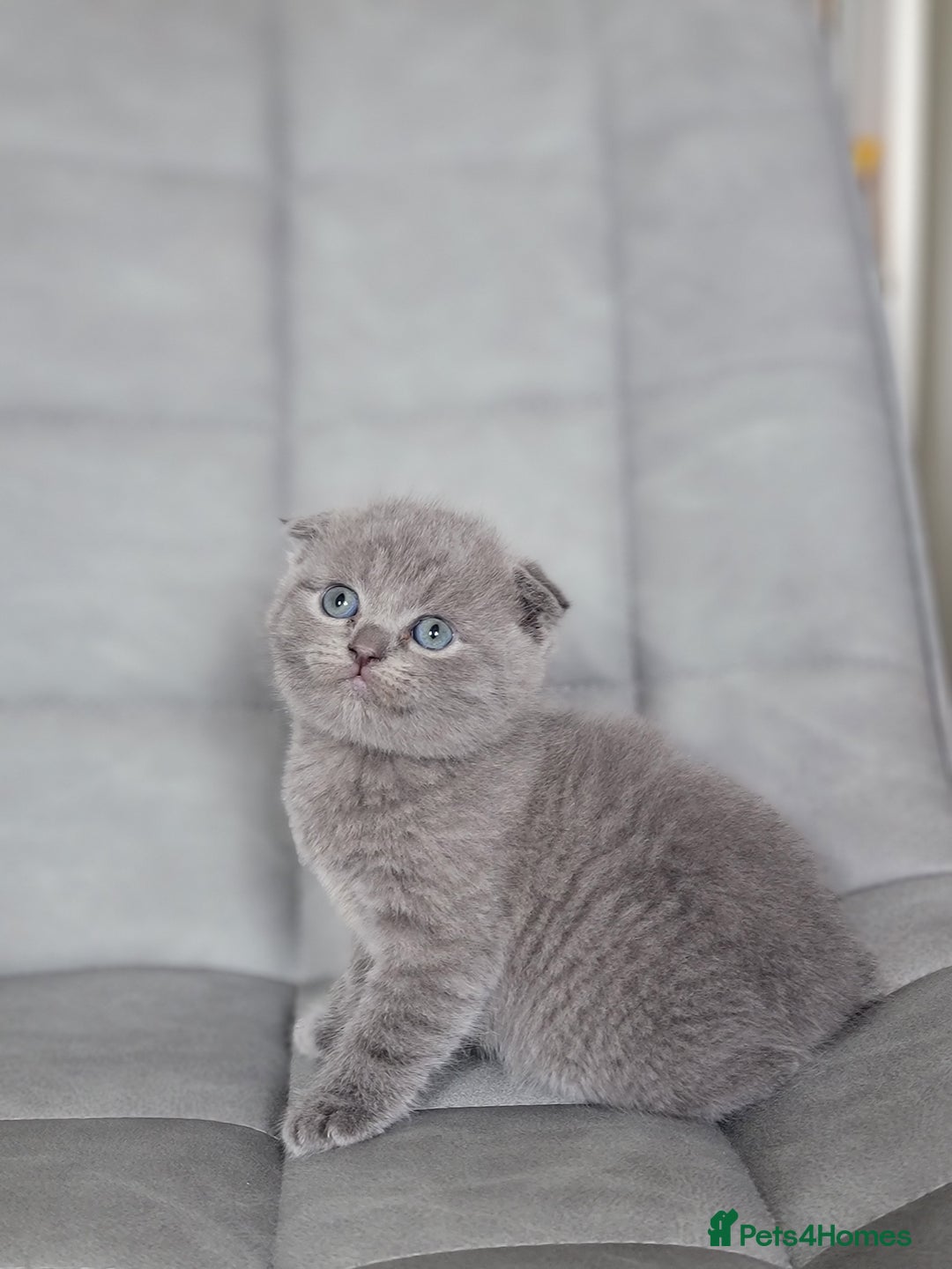 Scottish Fold cats for sale: Healthy and beautiful Scottish fold kittens - Image 7