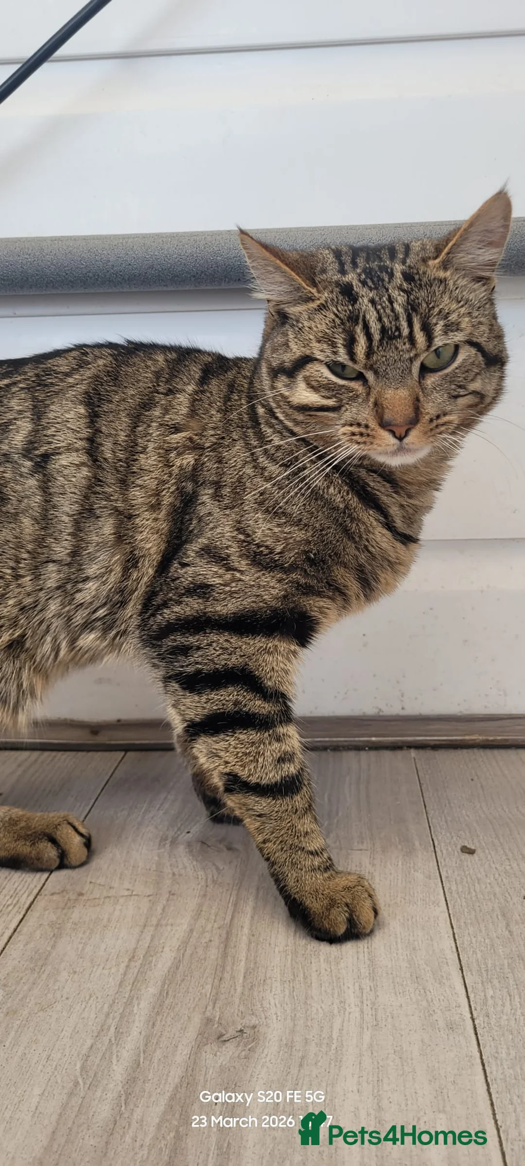 Bengal cats for sale: Bengal boy in Saint Helens - Advert 2