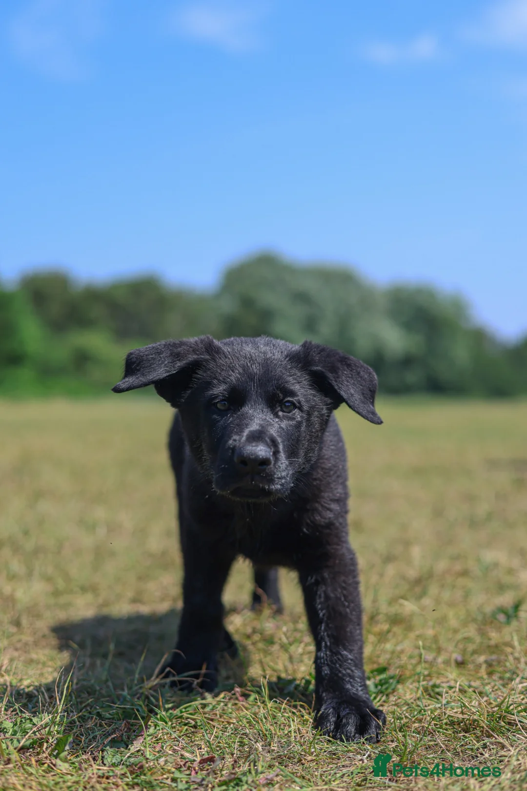 German Shepherd dogs for sale: kc reg working line GSD - Advert 2