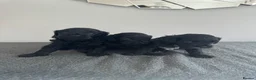 Cavapoo dogs for sale: Health tested F1 cavapoo in Sittingbourne - Advert 6