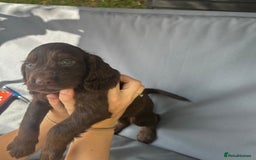 Cocker Spaniel dogs for sale: A litter of 6 gorgeous cocker spaniel puppies - Image 11