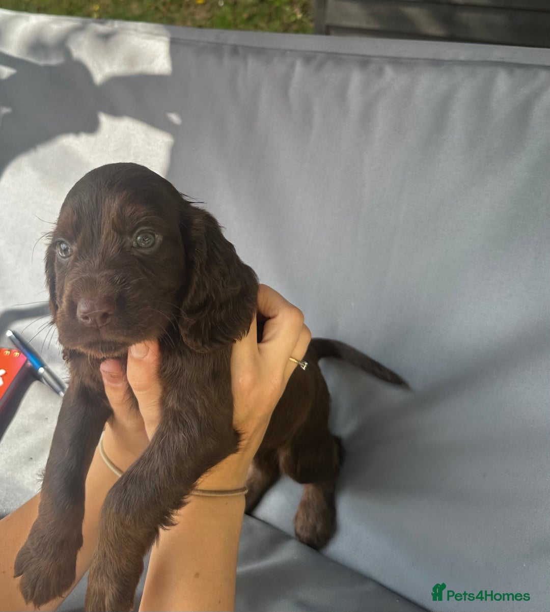 Cocker Spaniel dogs for sale: A litter of 6 gorgeous cocker spaniel puppies - Image 11