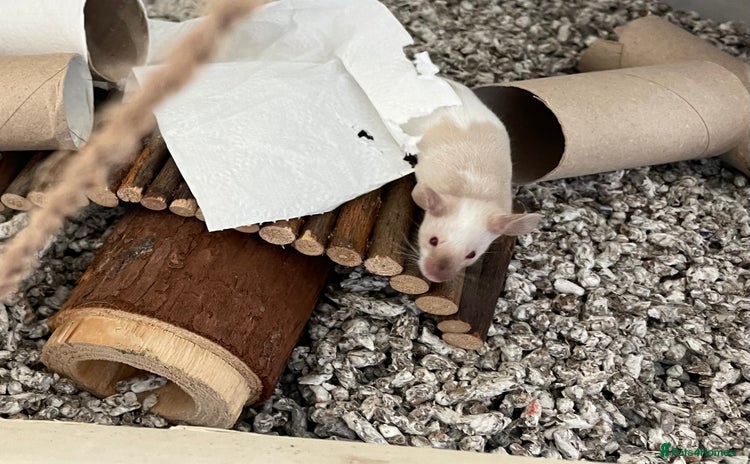 Mouse rodents - Advert 10