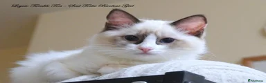 Ragdoll 2