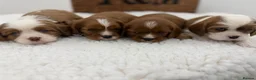 Cavalier King Charles Spaniel dogs for sale: E ** te**  Health Tested Bleinham/Ruby Cavaliers  in Romford - Advert 3