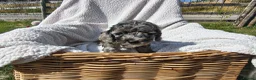 Cockapoo dogs for sale: 5 Loving cockapoos  - Advert 8