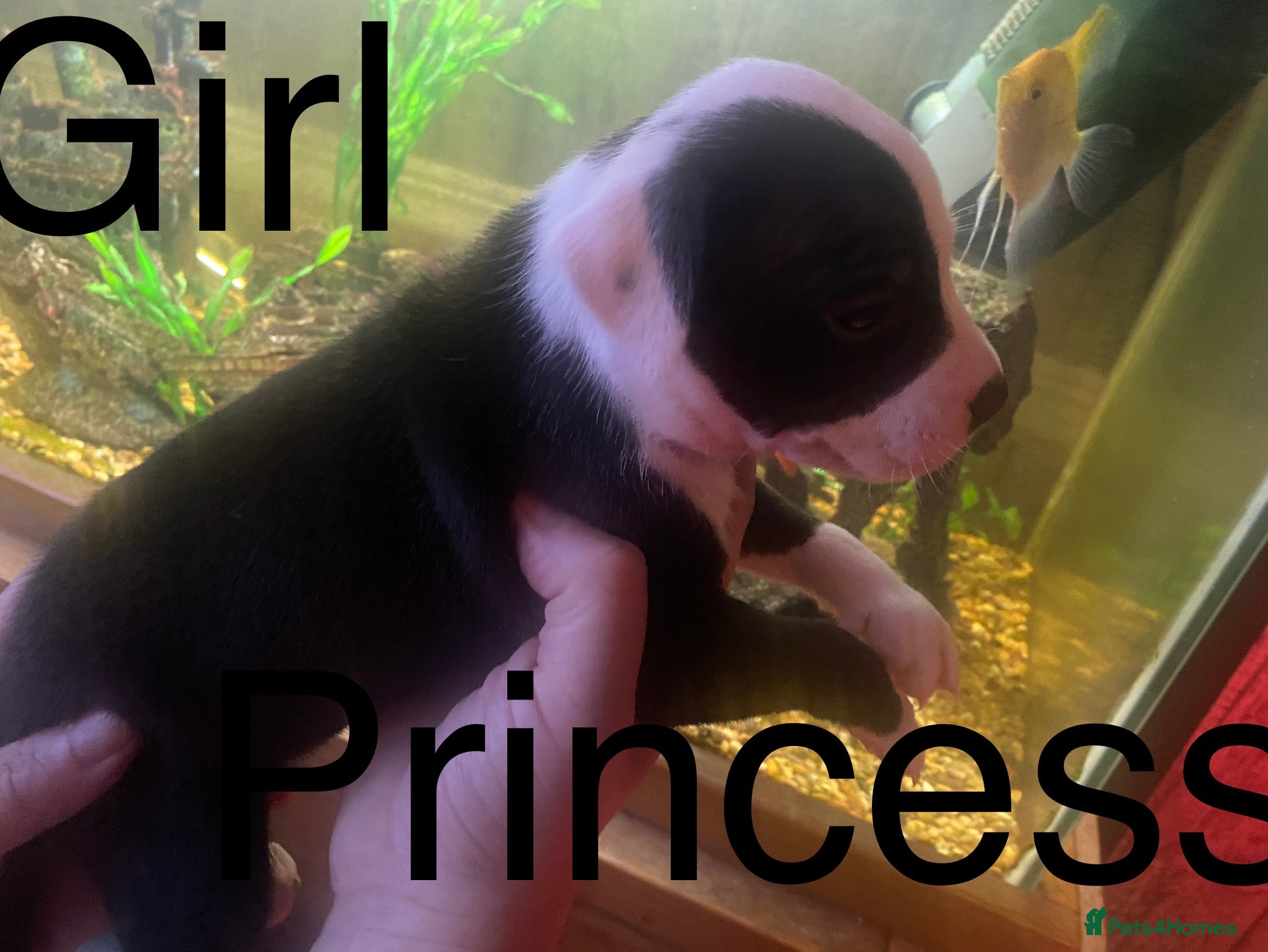 Staffordshire Bull Terrier dogs Beautiful litter  - Advert 14