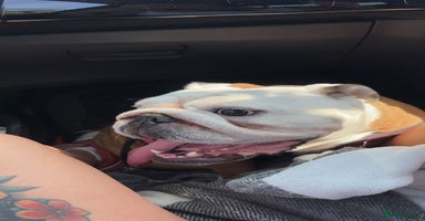 English Bulldog dogs ONE BEAUTIFUL BOY AVAILABLE  - Advert 1