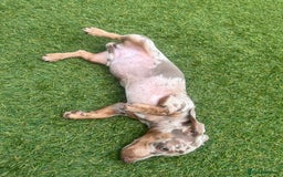 Miniature Dachshund dogs for sale: Miniature Dachshund (Bitch) - Image 7